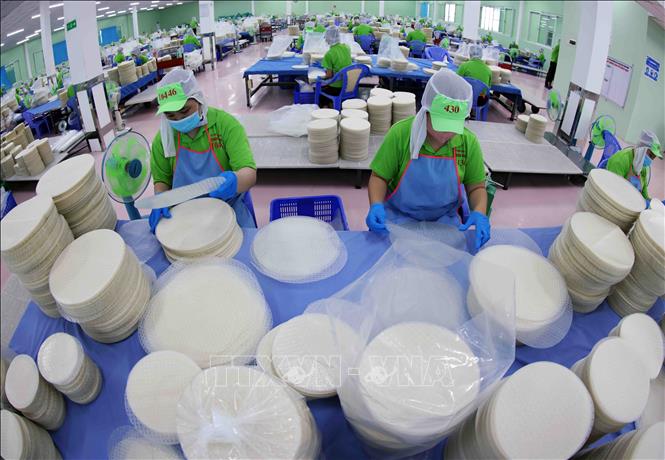 Mỗi năm, Công ty TNHH sản xuất, chế biến nông sản xuất khẩu Thuận Phong, khu công nghiệp Mỹ Tho, thành phố Mỹ Tho, tỉnh Tiền Giang xuất khẩu khoảng 2.000 tấn sản phẩm bánh tráng, bún, phở sang thị trường Mỹ,Canada, Nhật bản, Hàn Quốc…Ảnh: Vũ Sinh – TTXVN