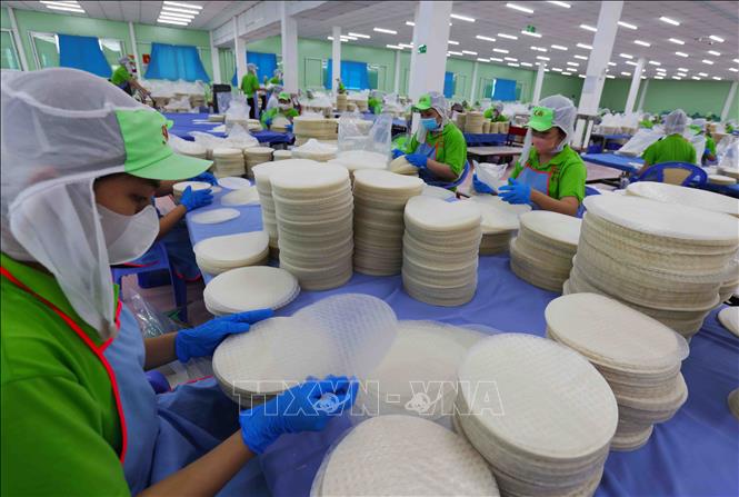 Mỗi năm, Công ty TNHH Sản xuất, chế biến nông sản xuất khẩu Thuận Phong, khu công nghiệp Mỹ Tho, thành phố Mỹ Tho, tỉnh Tiền Giang xuất khẩu khoảng 2.000 tấn sản phẩm bánh tráng, bún, phở sang thị trường Mỹ,Canada, Nhật bản, Hàn Quốc…Ảnh: Vũ Sinh – TTXVN