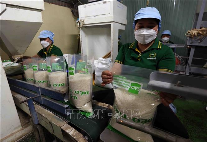 Chế biến gạo phục vụ thị trường trong nước và xuất khẩu ở nhà máy của Công ty TNHH Vinh Hiển, cụm công nghiệp Gia Thuận 1, huyện Gò Công Đông. Ảnh: Vũ Sinh – TTXVN