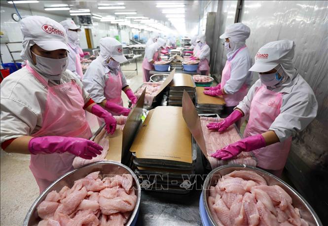 Đóng gói sản phẩm cá tra phi lê xuất khẩu ở nhà máy của Công ty CP Chế biến thuỷ sản Gò Đàng, khu công nghiệp Mỹ Tho, thành phố Mỹ Tho, tỉnh Tiền Giang. Ảnh: Vũ Sinh – TTXVN