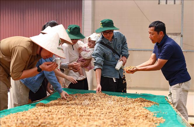Tour giới thiệu các giống cà phê đặc sản của Đắk Lắk được nhiều du khách quan tâm. Ảnh: Thanh Tùng - TTXVN