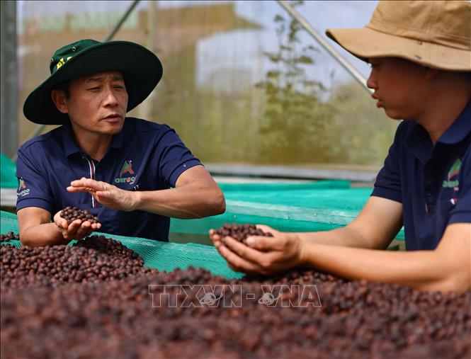 Anh Lê Đình Tư, Giám đốc Công ty TNHH MTV Minudo Farm-care cho biết: Công ty chuyên sản xuất cà phê chất lượng cao và đặc sản, đặc biệt là dòng sản phẩm Robusta theo quy trình khép kín 