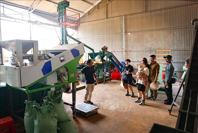 Khách tham quan, tìm hiểu về quy trình sản xuất, chế biến cà phê. Ảnh: Thanh Tùng - TTXVN 