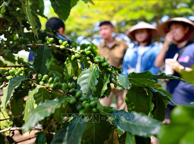 Du khách tìm hiểu, trải nghiệm quy trình sản xuất cà phê theo hướng bền vững, để hiểu hơn về giá trị của từng ly cà phê và công sức phía sau mỗi hạt cà phê. Ảnh: Thanh Tùng - TTXVN