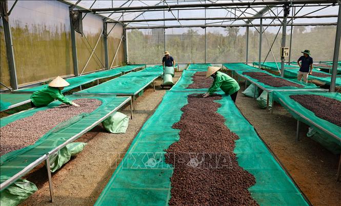 Công ty liên kết nhiều nông hộ trồng cà phê với diện tích trên 100ha, nông dân được ra giá khi bán sản phẩm cho Công ty (được đào tạo, chăm sóc, hỗ trợ phân bón,...), bao tiêu sản phẩm đầu ra. Ảnh: Thanh Tùng - TTXVN 
