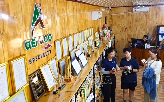 Với mục tiêu phát triển theo hướng cộng đồng, bảo vệ môi trường, mọi người đều hưởng lợi, Minudo Farm-care góp phần lan tỏa và nâng tầm giá trị cà phê của Đắk Lắk. Ảnh: Thanh Tùng - TTXVN 