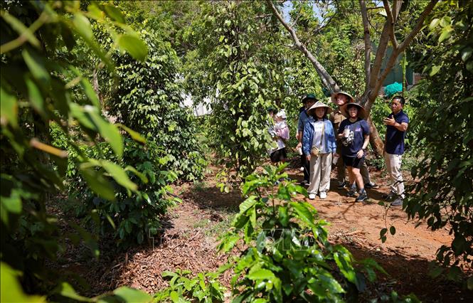 Du khách tham gia trải nghiệm, tìm hiểu về canh tác cà phê theo hướng hữu cơ. Ảnh: Thanh Tùng - TTXVN