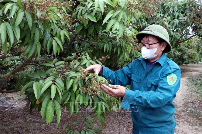 Người dân Thanh Hà kiểm tra hoa và tỷ lệ đậu quả non ở cây vải. Ảnh: Mạnh Tú - TTXVN