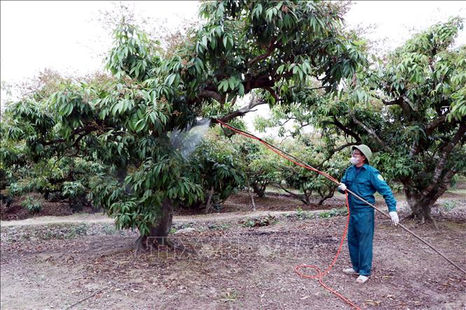 Người dân Thanh Hà phun thuốc để bảo vệ hoa và quả non không bị côn trùng phá hoại. Ảnh: Mạnh Tú - TTXVN