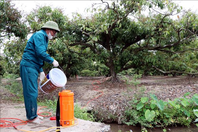 Người dân Thanh Hà chuẩn bị phun thuốc để bảo vệ hoa và quả non không bị côn trùng phá hoại. Ảnh: Mạnh Tú - TTXVN