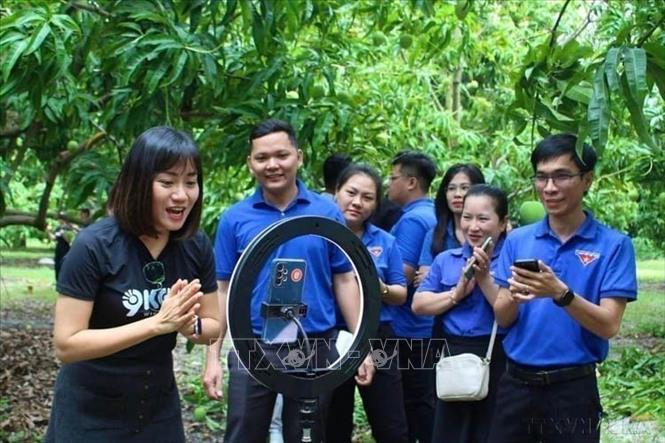 Thanh niên tỉnh Khánh Hòa học tập các livestream của người nổi tiếng, bán sản phẩm OCOP tại vườn xoài huyện Cam Lâm. Ảnh: TTXVN phát
