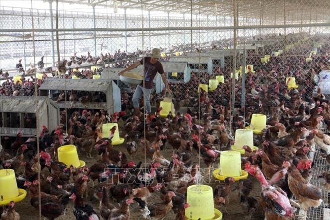 Công ty TNHH Giống gia cầm Phùng Dầu Sơn ở huyện Cam Lâm (Khánh Hòa) phục tráng, nuôi giữ và phát triển thành công giống gà bản địa. Ảnh: Đình Huệ - TTXVN
