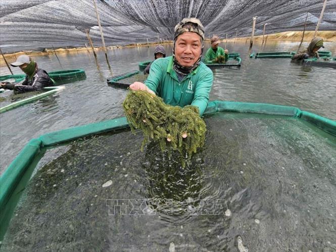 Nghề hái rong nho của người dân vùng biển Ninh Hòa (Khánh Hòa) cho thu nhập ổn định. Ảnh: Đặng Tuấn-TTXVN