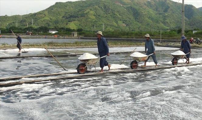 Diêm dân thị xã Ninh Hòa (Khánh Hòa) thu hoạch muối. Ảnh: Nguyên Lý-TTXVN