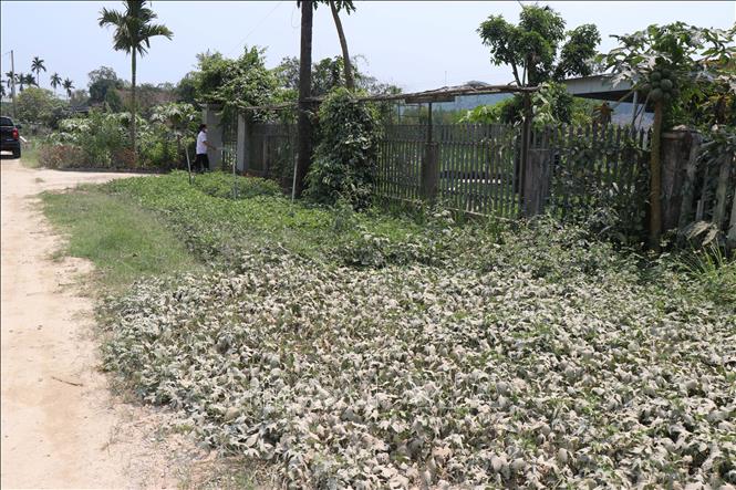 Nhà ở, cây cối của người dân thôn Vạn Trung, xã Phổ Phong, thị xã Đức Phổ (Quảng Ngãi) dọc Quốc lộ 24 bị phủ bởi bụi trắng xóa. Ảnh: Phạm Cường - TTXVN