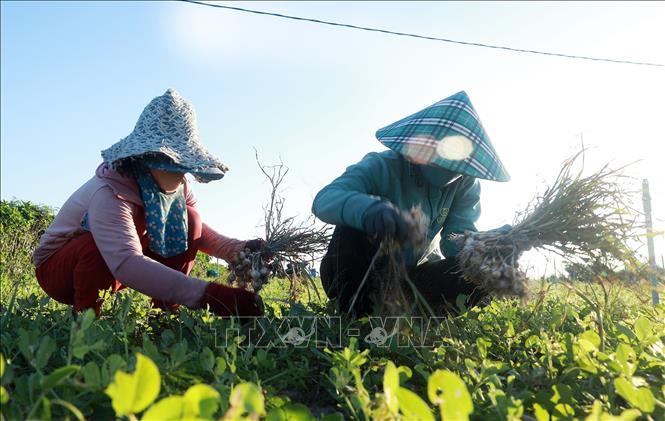Harvesting garlic in Ly Son fields. VNA Photo