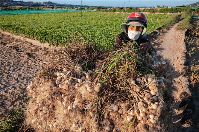 Harvesting garlic in Ly Son fields. VNA Photo