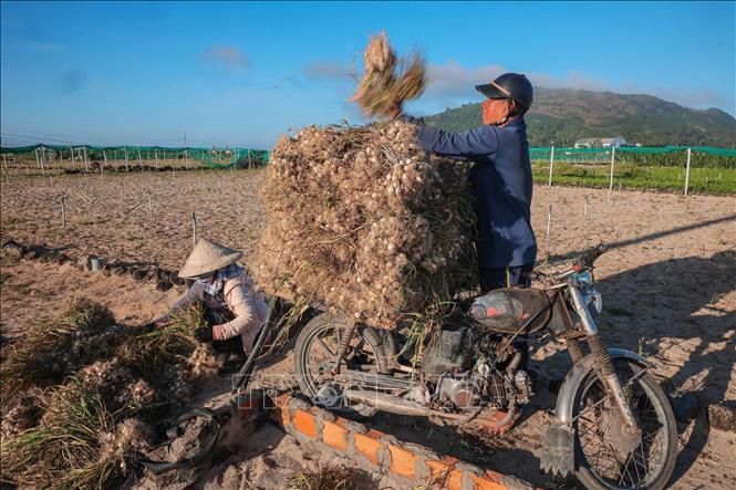 Harvesting garlic in Ly Son fields. VNA Photo