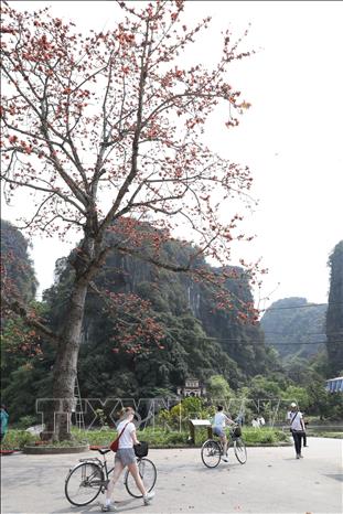 Cây hoa gạo nổi bật giữa không gian núi non hùng vĩ bên ngôi chùa cổ 600 năm tuổi thuộc Khu du lịch Tam Cốc - Bích Động. Ảnh: Đức Phương - TTXVN