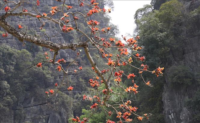 Cây hoa gạo nổi bật giữa không gian núi non hùng vĩ bên ngôi chùa cổ 600 năm tuổi thuộc Khu du lịch Tam Cốc - Bích Động. Ảnh: Đức Phương - TTXVN