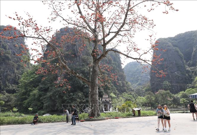 Cây hoa gạo nổi bật giữa không gian núi non hùng vĩ bên ngôi chùa cổ 600 năm tuổi thuộc Khu du lịch Tam Cốc - Bích Động. Ảnh: Đức Phương - TTXVN