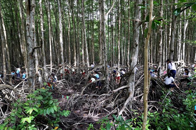 After nearly 50 years of restoration, protection, and development, the Can Gio mangrove ecosystem has been fully restored, primarily through human efforts. VNA Photo: Hồng Đạt