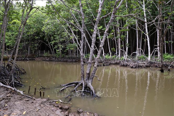 Can Gio mangrove forest is home to 35 species of mangrove trees. VNA Photo: Hồng Đạt