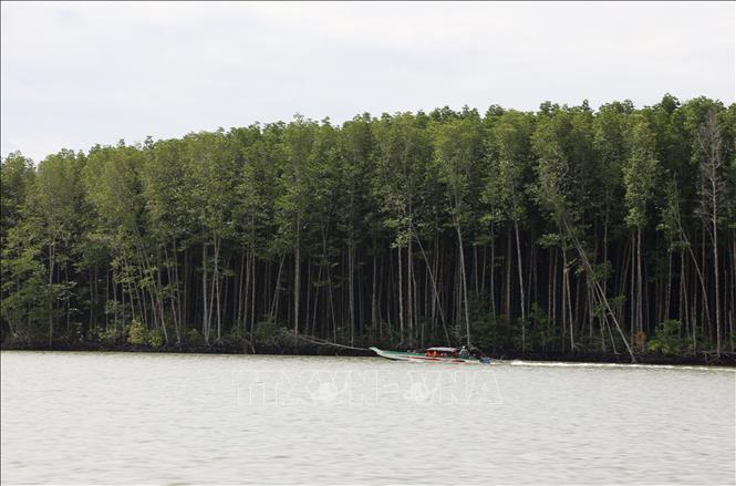 Can Gio mangrove forests is considered as solid 