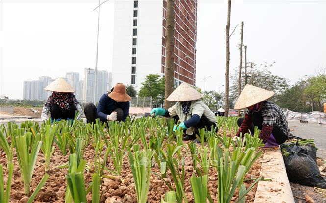Trồng cây giải phân cách giữa đường tạo cảnh quan hiện đại, văn minh. Ảnh: Quốc Khánh - TTXVN