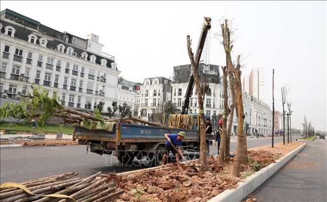Đơn vị thi công trồng cây trên giải phân cách cứng. Ảnh: Quốc Khánh - TTXVN