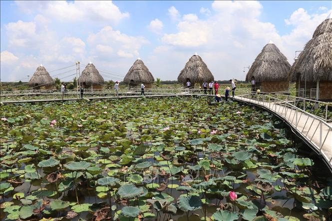 Du lịch từ những đồng sen ở huyện Tháp Mười. Ảnh (tư liệu): Nguyễn Văn Trí - TTXVN