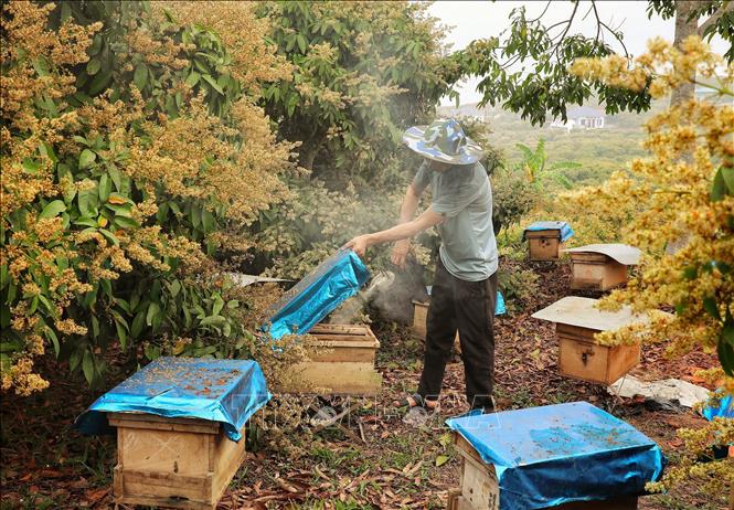 A beekeeper inspects a bee hive tray that is ready for harvest. VNA Photo: Danh Lam