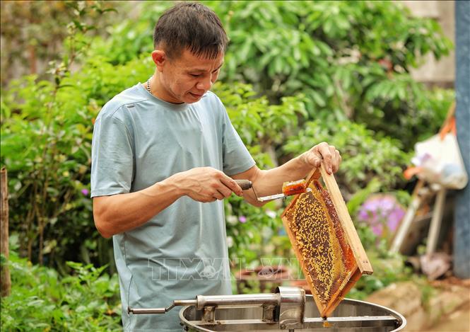 A keeper harvests honey. VNA Photo: Danh Lam