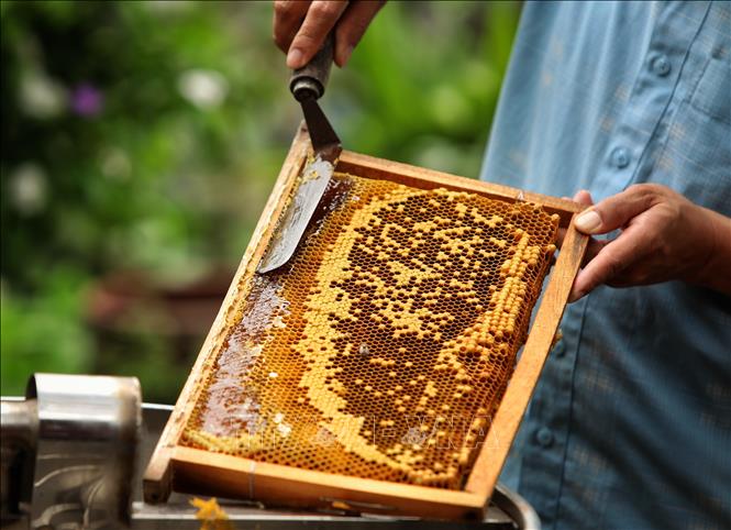 A keeper harvests honey. VNA Photo: Danh Lam