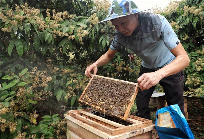 A beekeeper inspects a bee hive tray that is ready for harvest. VNA Photo: Danh Lam
