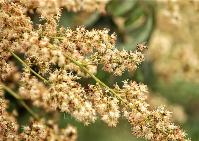 A bee collects pollen from lychee flowers. VNA Photo: Danh Lam