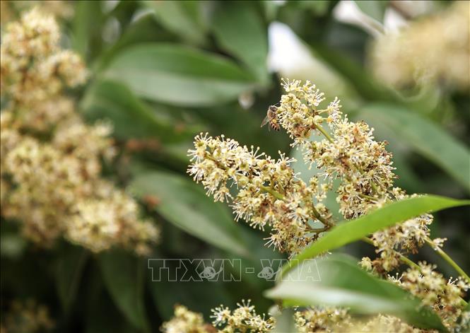 A bee collects pollen from lychee flowers. VNA Photo: Danh Lam