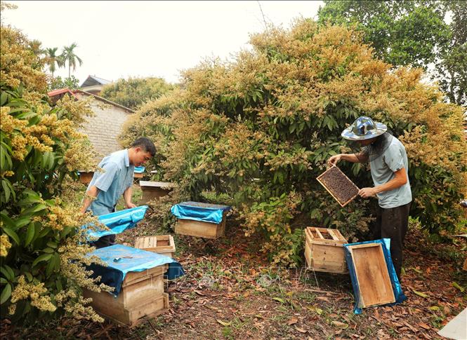 Raising bees for honey has brought a significant source of income to locals. VNA Photo: Danh Lam