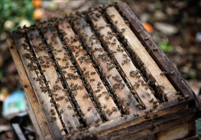 Beehive trays are in almost all orchards in Luc Ngan district. VNA Photo: Danh Lam