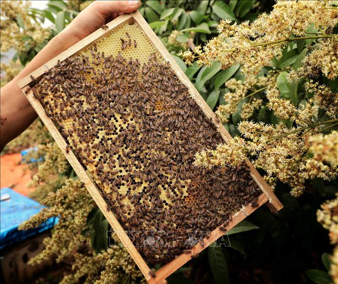 Beehive trays are in almost all orchards in Luc Ngan district. VNA Photo: Danh Lam