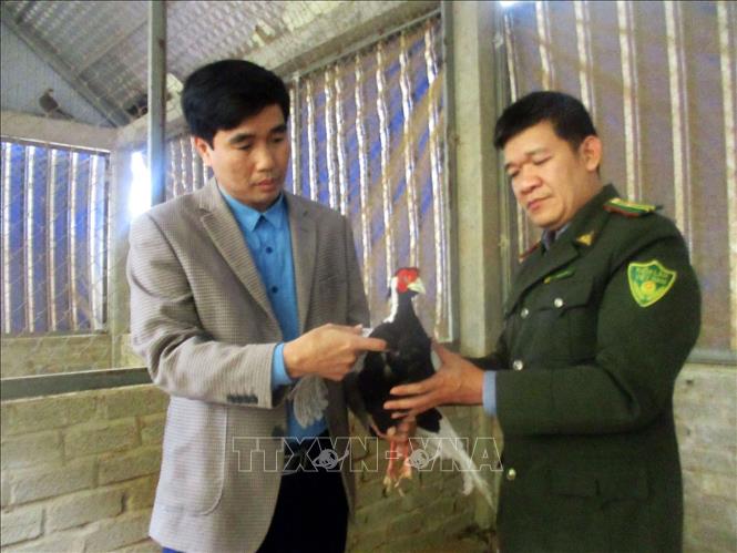 Loài gà lôi được chăm sóc tại Khu bảo tồn thiên nhiên Pù Hu (Thanh Hóa). Ảnh: Nguyễn Nam - TTXVN