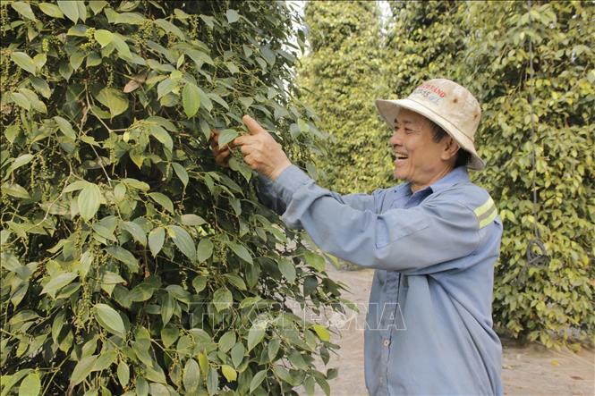 Cây hồ tiêu là một trong những cây trồng chủ lực tại huyện Châu Đức (Bà Rịa-Vũng Tàu). Ảnh: Hoàng Nhị - TTXVN
