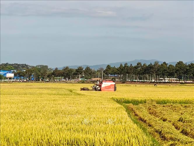 Thu hoạch lúa vụ Đông Xuân trên cánh đồng xã Tam An, huyện Long Đất, tỉnh Bà Rịa-Vũng Tàu. Ảnh: Hoàng Nhị - TTXVN