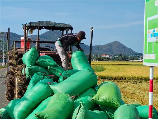 Nông dân gặt, tuốt tại cánh đồng, đóng bao chở về kho của Tập đoàn An Ngãi, xã Tam An, huyện Long Đất. Ảnh: Hoàng Nhị - TTXVN