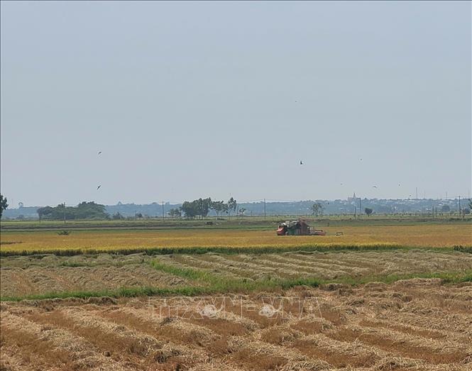 Thu hoạch lúa vụ Đông Xuân trên cánh đồng lúa xã Long Phước, thành phố Bà Rịa. Ảnh: Hoàng Nhị - TTXVN