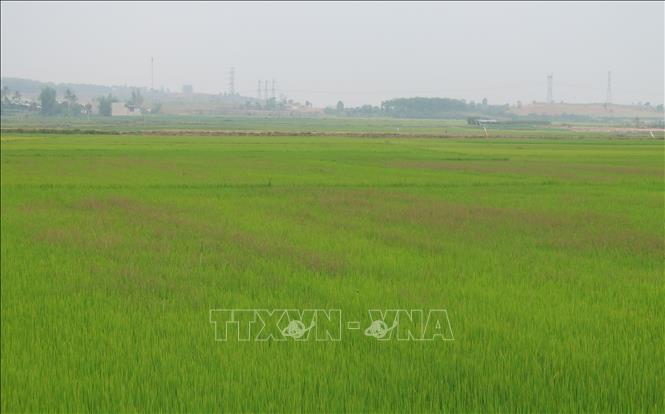 Thiếu nước, nhiều diện tích lúa bị cỏ xâm hại. Ảnh: Dư Toán – TTXVN
