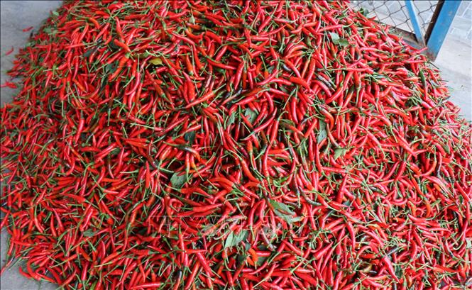 Giá ớt được thương lái thu mua rất cao 70.000-75.000 đồng/kg. Ảnh: Phạm Cường-TTXVN
