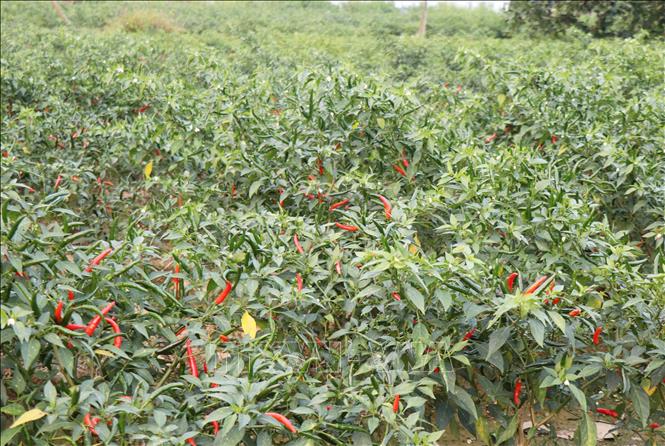 Tỉnh Quảng Ngãi có hơn 2.000 ha đất được nông dân trồng ớt. Ảnh: Phạm Cường-TTXVN