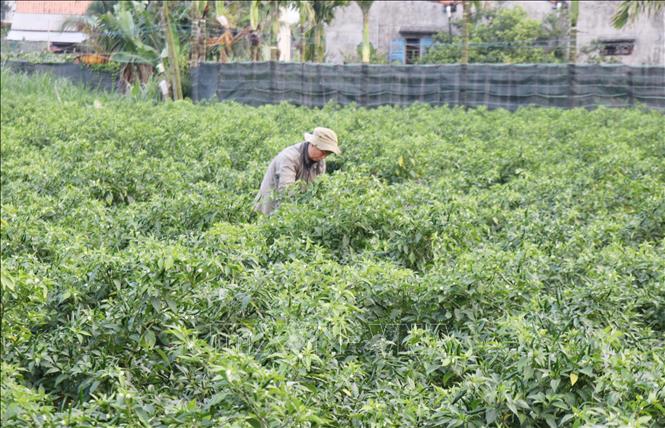 Người dân xã Nghĩa Hà, thành phố Quảng Ngãi thu hoạch ớt. Ảnh: Phạm Cường-TTXVN