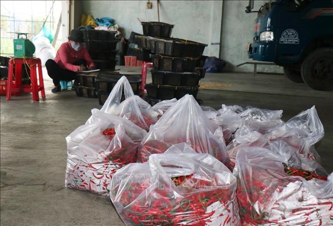 Ớt Quảng Ngãi được thương lái thu gom bán sang thị trường Trung Quốc. Ảnh: Phạm Cường-TTXVN